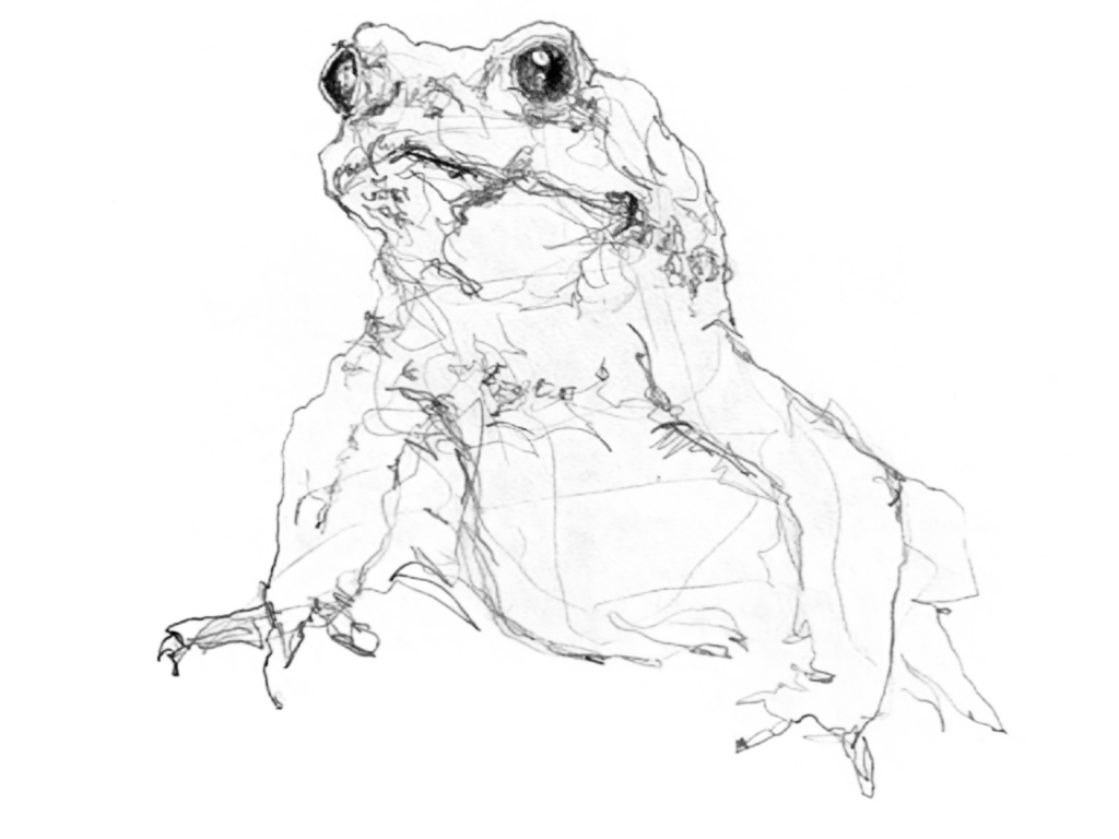 frosch zeichnen lernen