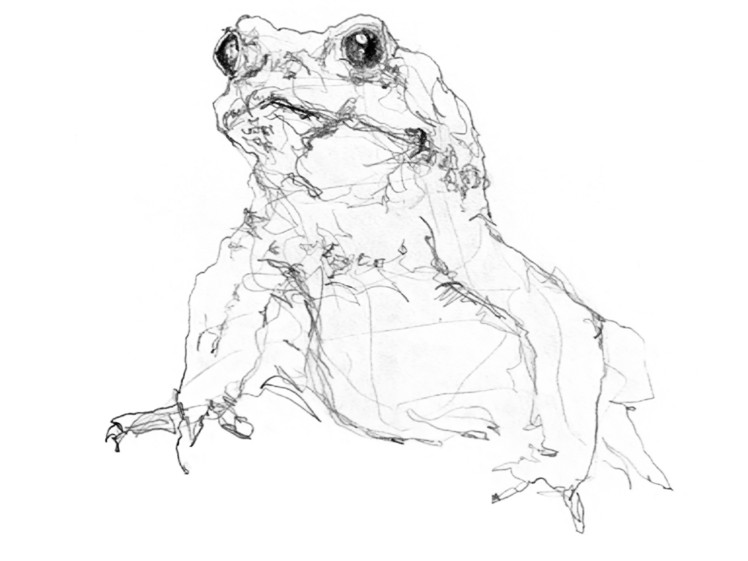 frosch zeichnen lernen