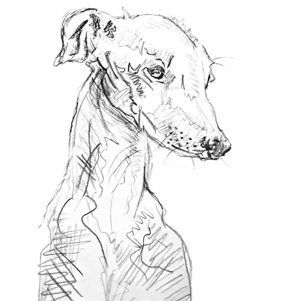 hund,bleistift zeichnung