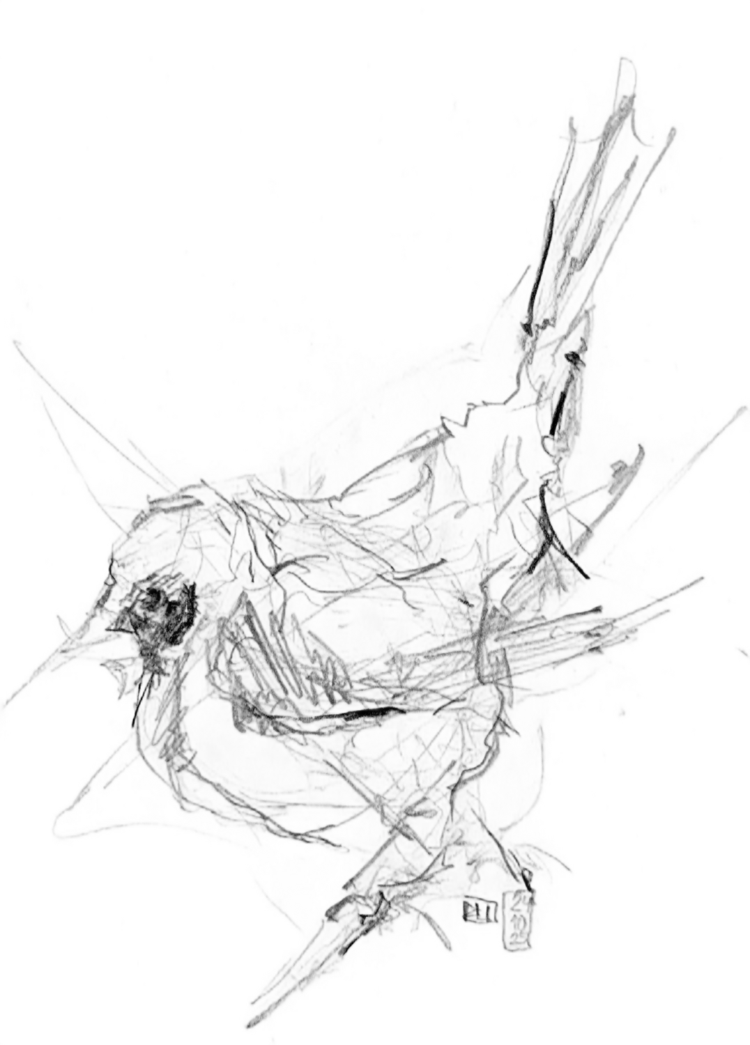 zeichnen kurse. voegel-zeichnen-david-werthmueller-fraeschels