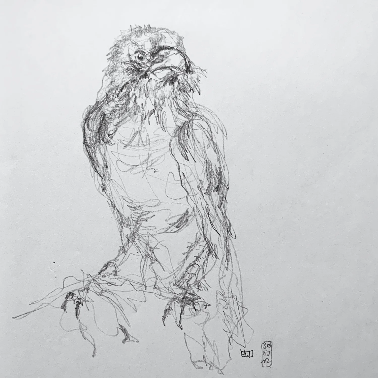 zeichnen-kurs-schweiz-tiere-raabe