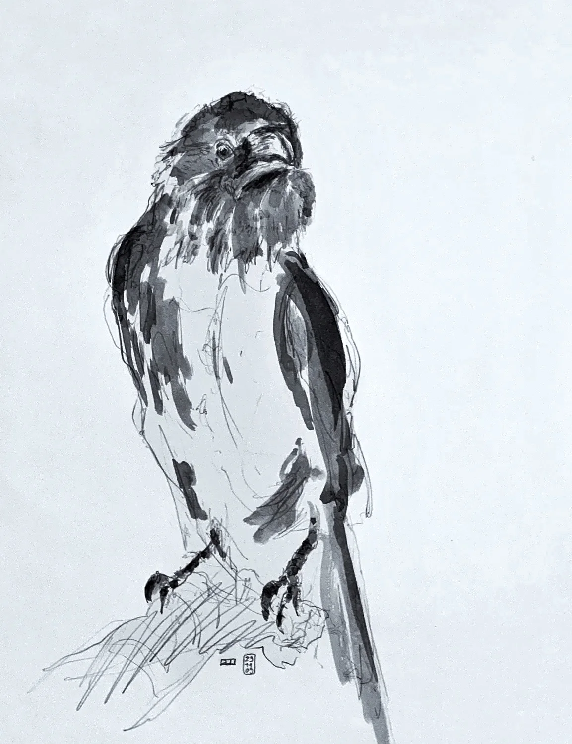 zeichnen-kurse-lernen zeichnen-bern-tiere