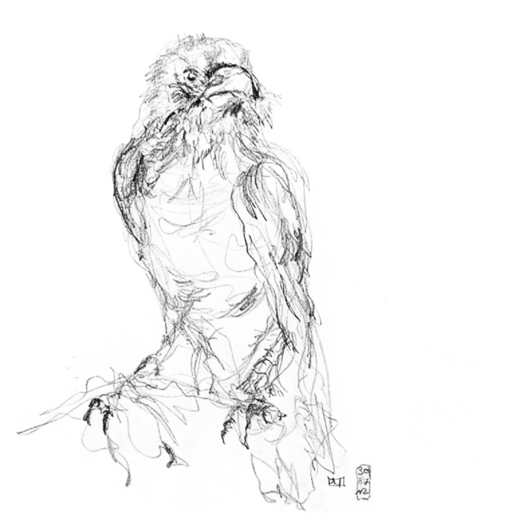 zeichnen-kurs-schweiz-tiere-raabe